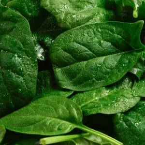 Fresh spinach leaves